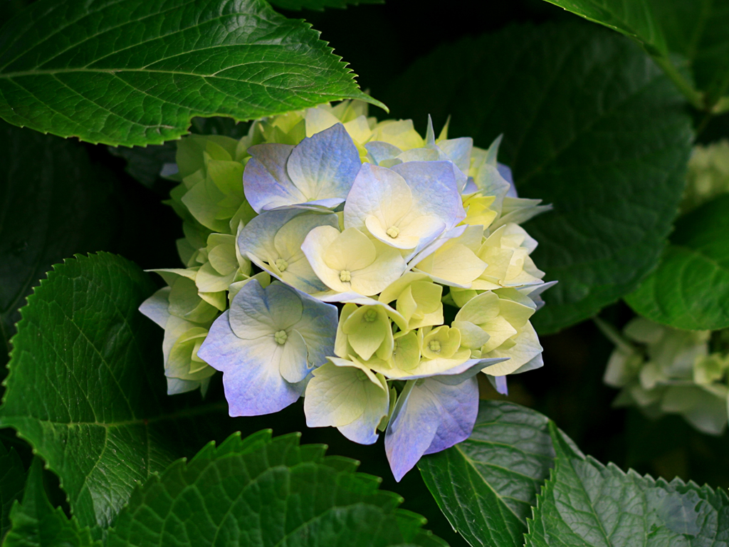 Hydrangeas1